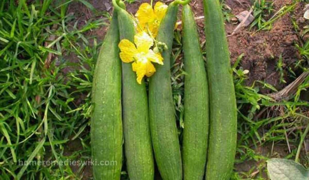 TURAI KE FAYDE : स्वास्थ्य के लिए एक अमूल्य सब्जी